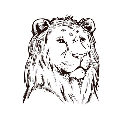 Drawing Of Black And White Tiger Face Illustrations Royalty Free