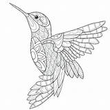 Colibri Colorear Pajaros Adulte Kolibri Hummingbird Colibrí Ausmalen Mosaik Colibris Oiseaux Coloration Aves Dschungel Vogel Erwachsene Colouring Humming Bedrucken Selbst sketch template