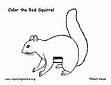 Squirrel Coloring Red Pages Relay Life Exploringnature Comments sketch template