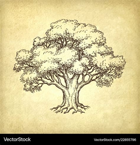 ink sketch  oak tree royalty  vector image