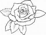 Roses Pages Coloring Adults Print sketch template