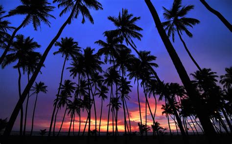 hintergrund palmen sonnenuntergang