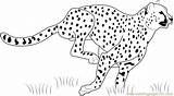 Cheetah Guepardo Correndo Pintar Leopardo Spiderman Everfreecoloring Dibujosonline sketch template
