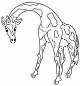 Giraffe Coloring Pages Outline Templates sketch template