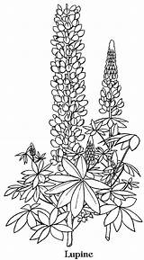 Coloring Lupine Flower Bluebonnet Drawing Flowers Template Drawings Pages Blue Adults Bonnet Lupins Contact Vector Voor Kleuren Volwassenen Texas Designlooter sketch template