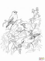 Goldfinch Goldfinches Bunting Designlooter sketch template