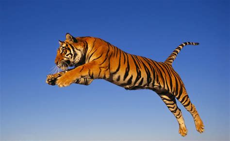 gambar harimau terbaru kumpulan gambar
