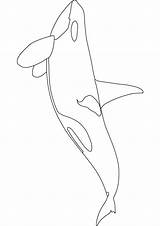 Orca Coloring Pages Whale Killer Baby Kids Drawing Printable Sperm Template Realistic Print Children Draw Drawings Whales Activity Beluga Line sketch template