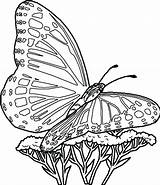 Butterfly Coloring Pages Print Printable Getdrawings sketch template