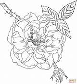 Coloring Rose Pages York Drawing Lancaster sketch template