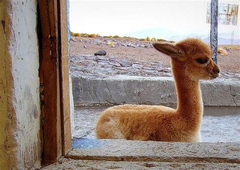 baby llama yeah yeah im cute pinterest