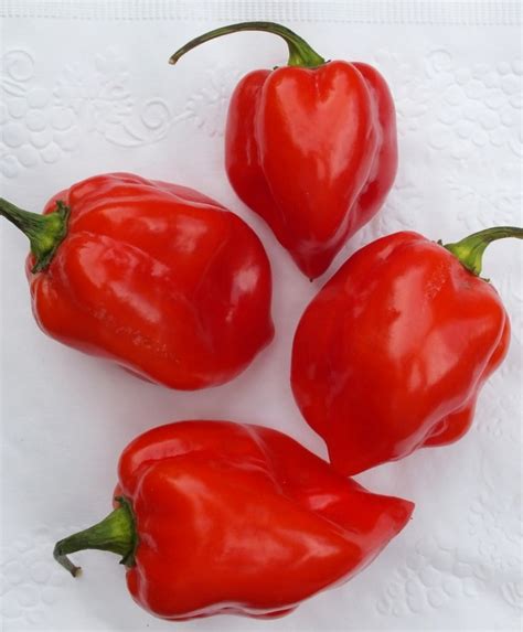 hot pepper caribbean red asian  tropical vegetable seeds