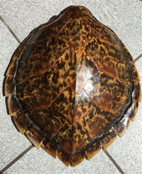 rare hawksbill sea turtle carapace eratmochelys imbricata   cm