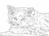 Coloring Pages Cat Real Realistic Kitten Printable Wild Color Print Getcolorings sketch template