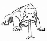 Komodo Dragon Coloring Pages Drawing Tongue Printable Color Clipart Print Getdrawings Getcolorings Library Popular Coloringhome Related sketch template