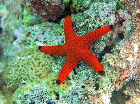 facts  sea star starfish youtube