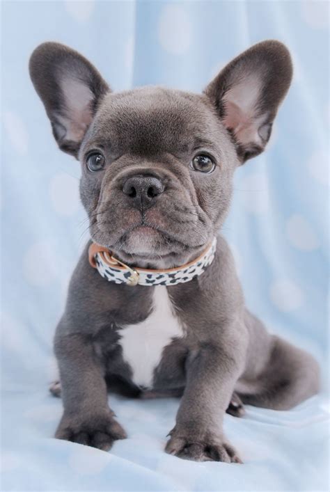 pin  designerkiki  douge french bulldog puppies baby animals