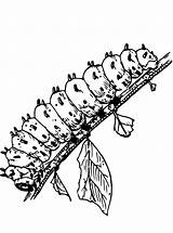 Caterpillar Raupe Malvorlage Oruga Rups Larva Kleurplaat Coloriage Chenille Ausmalbild Schulbilder Educolor Catepillar Prasekolah Rama Ausdrucken Schoolplaten Abbildung Große Grandes sketch template