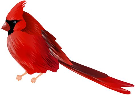 cardinal bird clipart  getdrawings