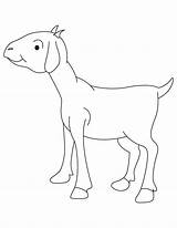 Billy Goat Coloring sketch template