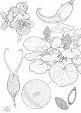 Coloring Botany Pages Botanical Popular Library Template sketch template