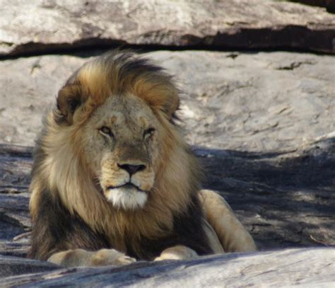 Lion Picture Of Sunset African Safaris Arusha Tripadvisor