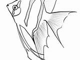 Sailfish Coloring Drawing Getdrawings Getcolorings Angel Fish sketch template