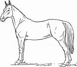 Horse Drawing Line Clipart Getdrawings sketch template