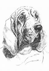 Bloodhound Template sketch template