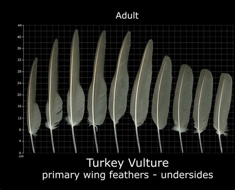 The Feather Atlas Feather Identification And Scans U S