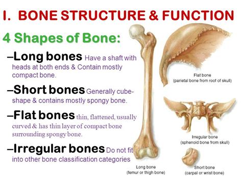 image result  short bone anatomy human bones anatomy basic