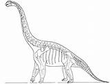 Coloring Skeleton Dinosaur Pages Fossil Brachiosaurus Dinosaurus Animal Bones Printable Bone Getcolorings Modest Color Getdrawings Print sketch template