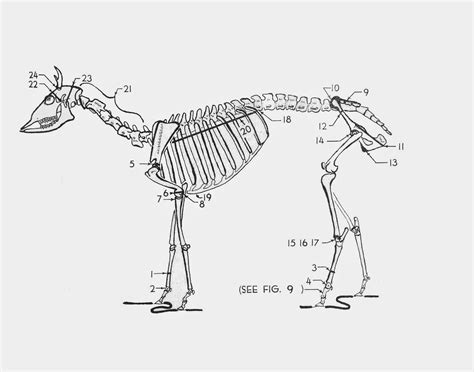 whitetail deer skeletal anatomy