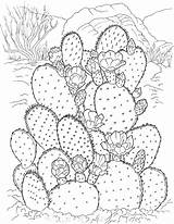 Cactus Coloring Pages Printable Kids sketch template