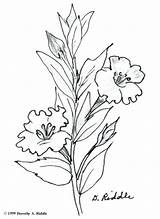 Coloring Pages Petunia Wildflower Getcolorings Color 74kb sketch template