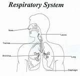 Respiratory System Coloring Diagram Unlabeled Human Anatomy Comments sketch template