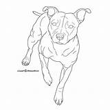 Bull Terrier Staffordshire Deviantart Lineart Pages Coloring Drawing Dog Pit Line Template Tattoo Sketch Staffy Drawings Pitbull Sketches sketch template