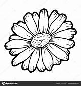 Coloring Drawing Chamomile Snake Head Flower Vector Step Designlooter Clipartmag Cobra Deer Outline 28kb 1700px 1600 Camomile sketch template