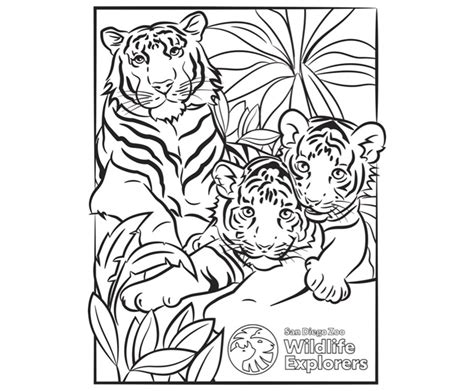 coloring page tiger family san diego zoo wildlife explorers
