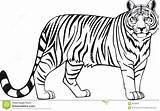 Tigre Colorir Animals Tigres Imagenes Myify Desenhar Vectoring sketch template