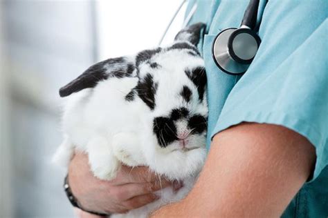 vaccinations for rabbits all its essential jabs
