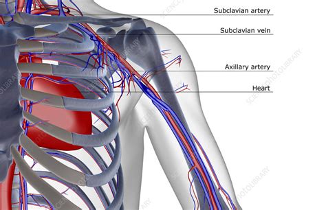 blood supply   shoulder stock image  science photo library