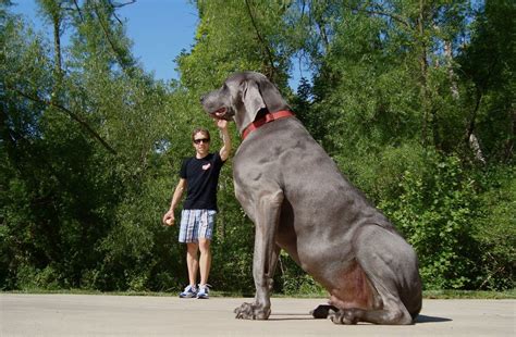 service unavailable worlds largest dog big dog breeds worlds biggest dog