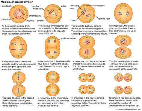 anaphase definition mitosis summary facts britannica