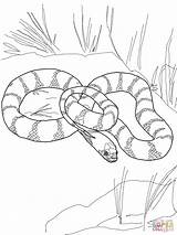 Snake Coloring Pages King Snakes California Garter Mamba Drawing Cool Tiger Printable Color Cobra Getdrawings Supercoloring Designlooter Comments Getcolorings 37kb sketch template