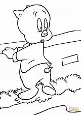 Coloring Porky Pig Pages Tunes Looney Printable Drawing Popular sketch template