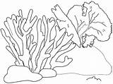 Reef Corail Reefs Dessiner Recif sketch template