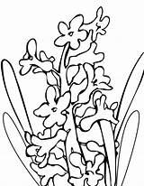 Colorat Zambila Zambile Flori Primavara Desene Planse Coloring Hyacinth Imagini Fise Interferente Desenat Clopotel Pentru Etichete Designlooter Primarygames Colorezi Floare sketch template
