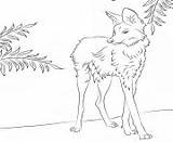 Coloring Pages Wolf Wolfs Maned Online Printable Color Info sketch template