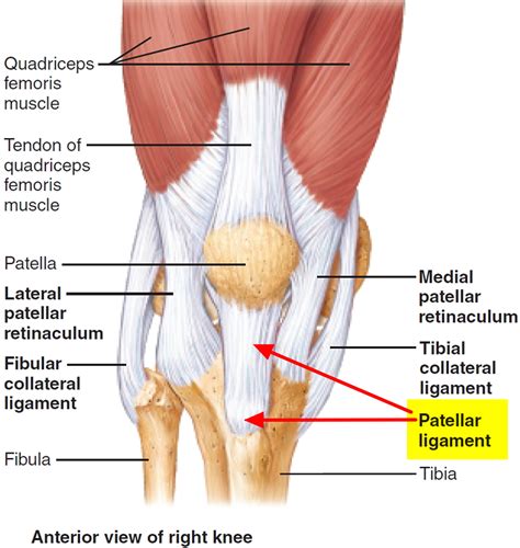 patellar tendinitis  symptoms stretching exercises treatments